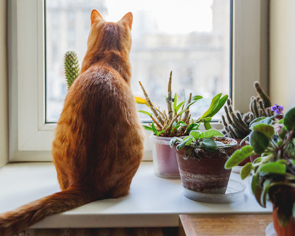 Orange cat looking out the window next to plants. Get your questions about Inspire Behavioral Health answered.