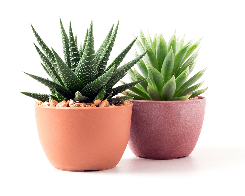 Two succulent plants - medication managment in Eastern PA and online